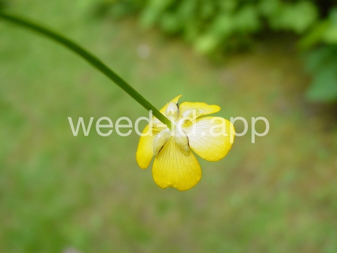 buttercup, creeping